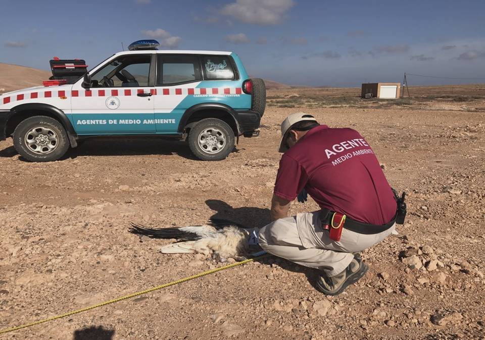 Fiscalía y Agentes de Medio Ambiente investigan la muerte de 208 aves en Canarias por posible afección de tendidos eléctricos